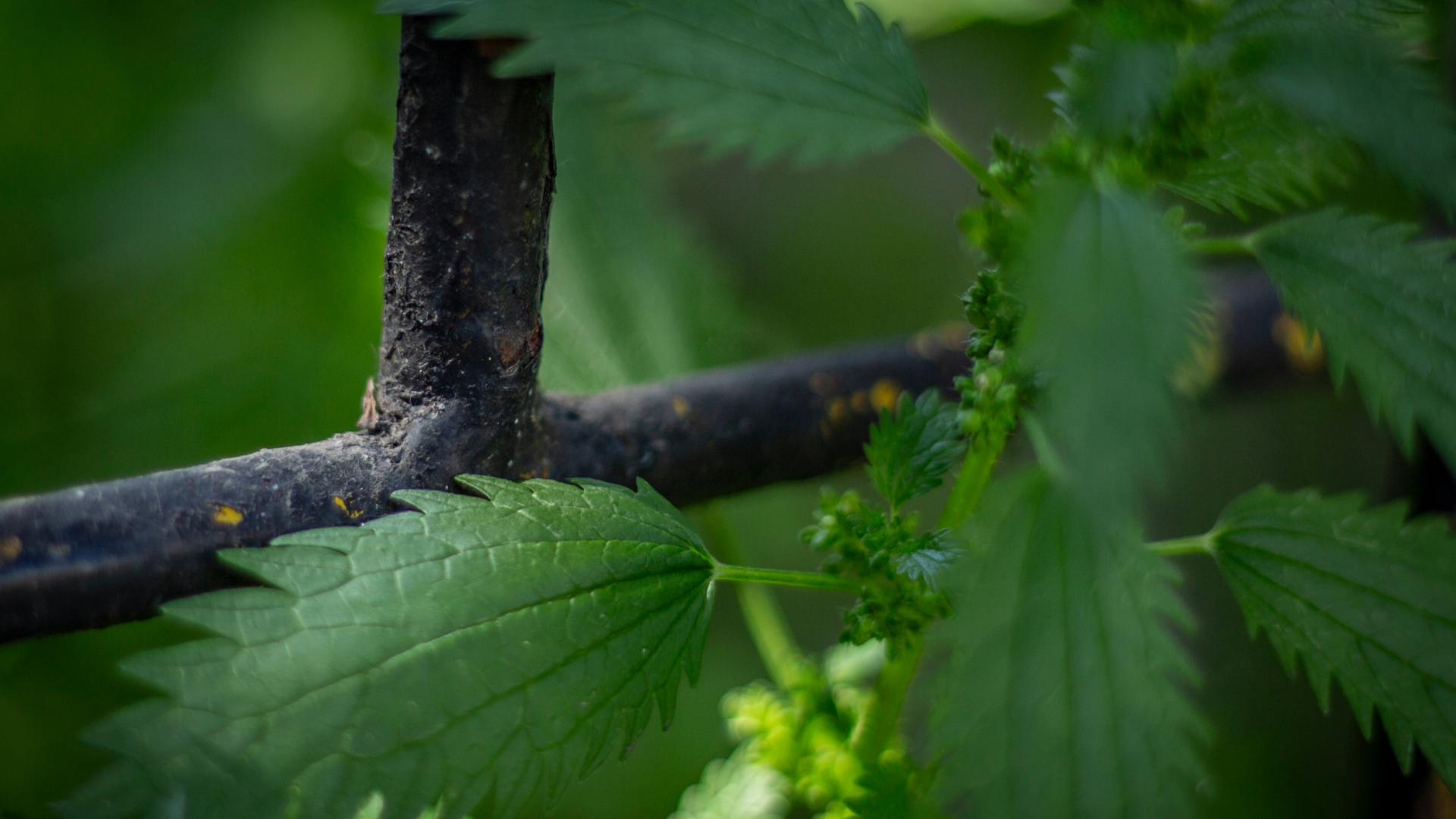 Detalle de la obra de Camila Lobos