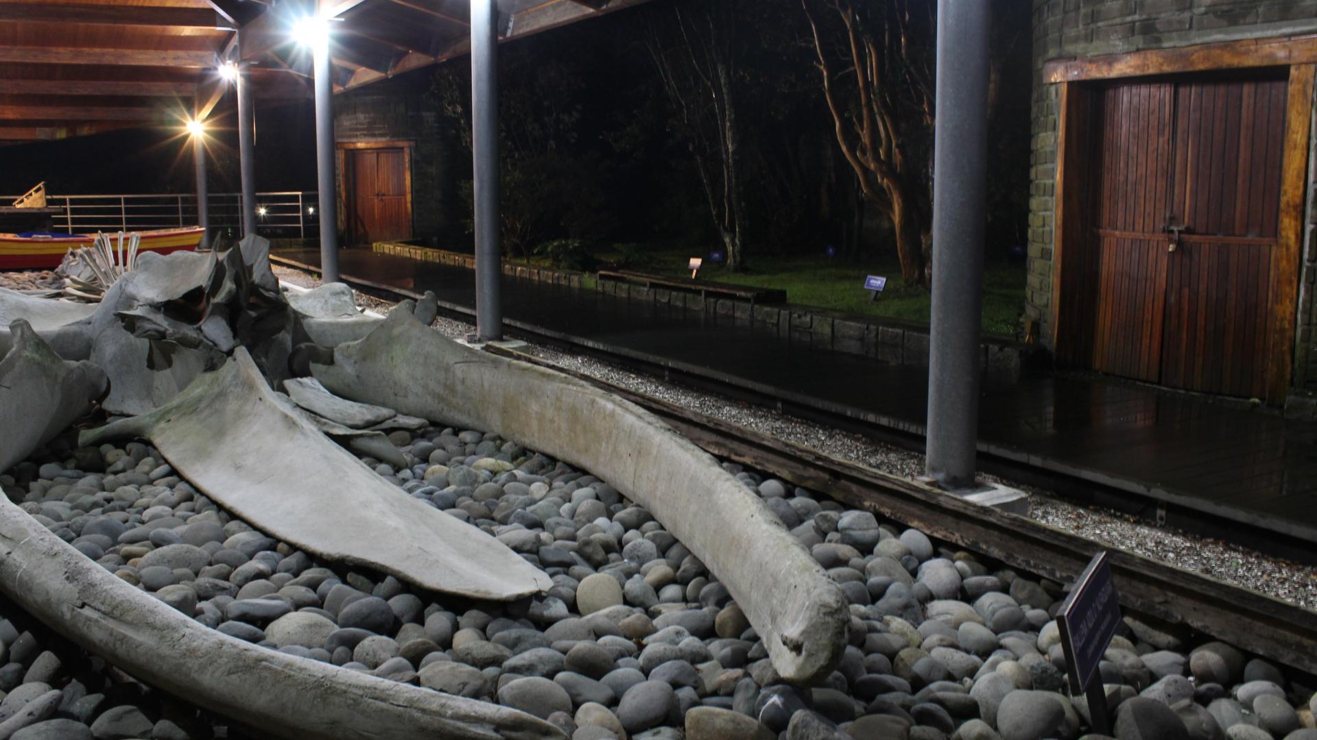 Esqueleto de ballena azul exhibido en el patio del museo