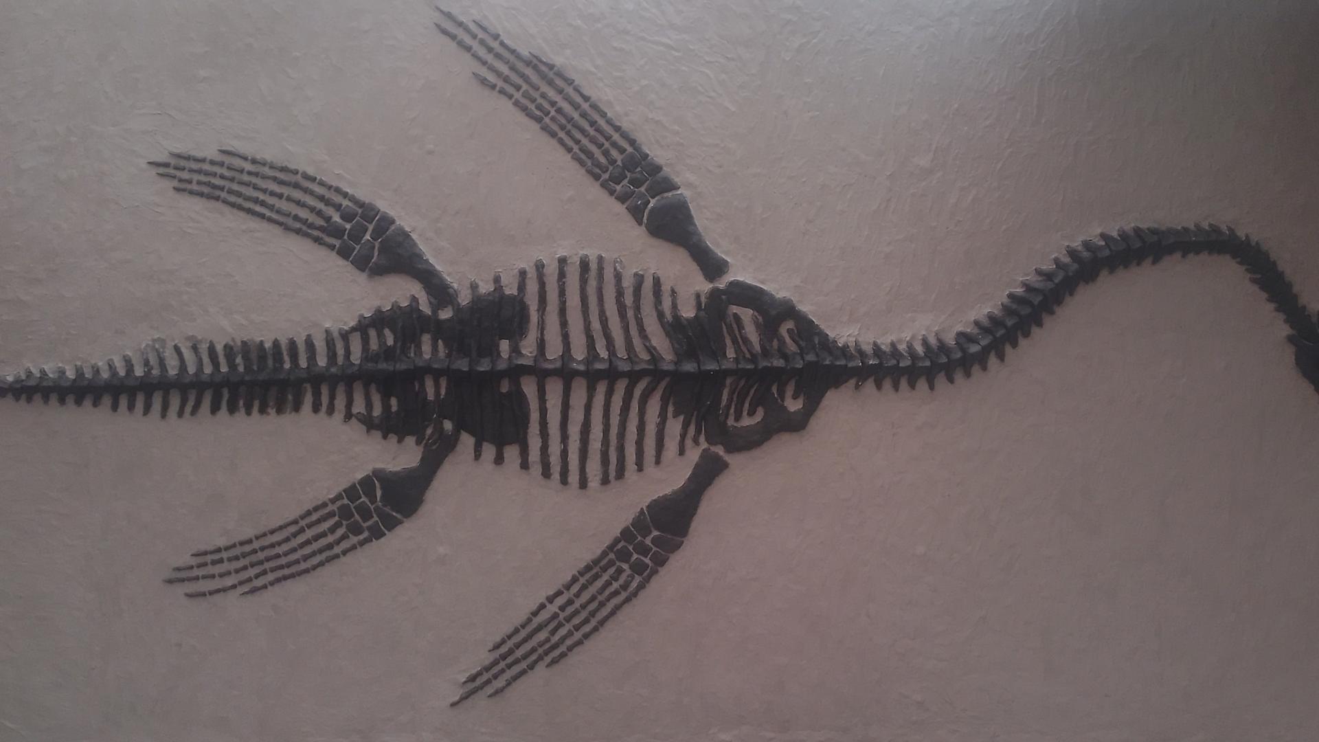 Museo Paleontológico de Algarrobo. Dedicado al yacimiento Playa de los Fósiles. Trae réplicas de los grandes reptiles marinos mesozoicos como el elasmosaurio y el mosasauriocomo