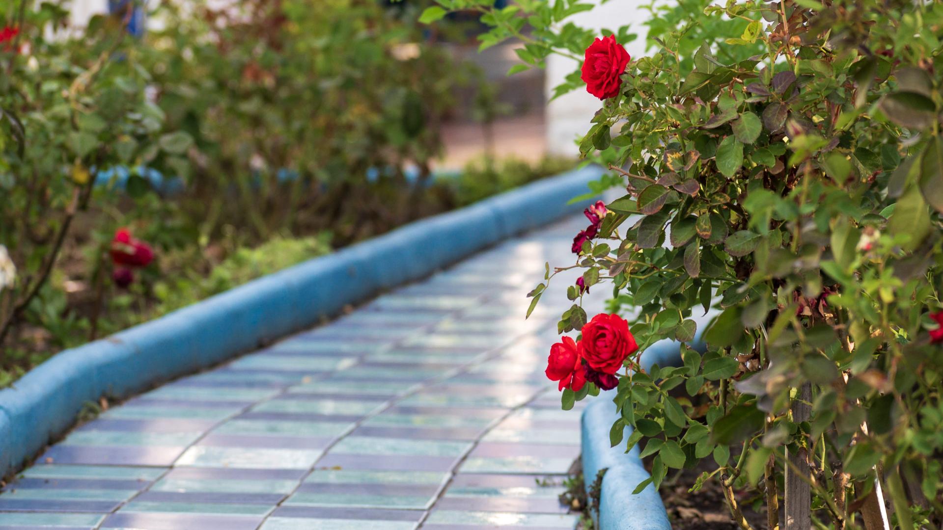 Jardín de rosas