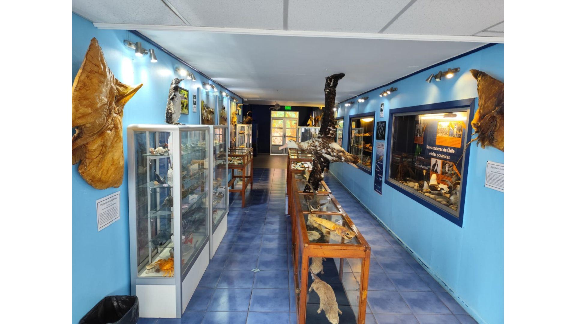 En la imagen se muestran algunos de los individuos que tenemos en nuestro museo