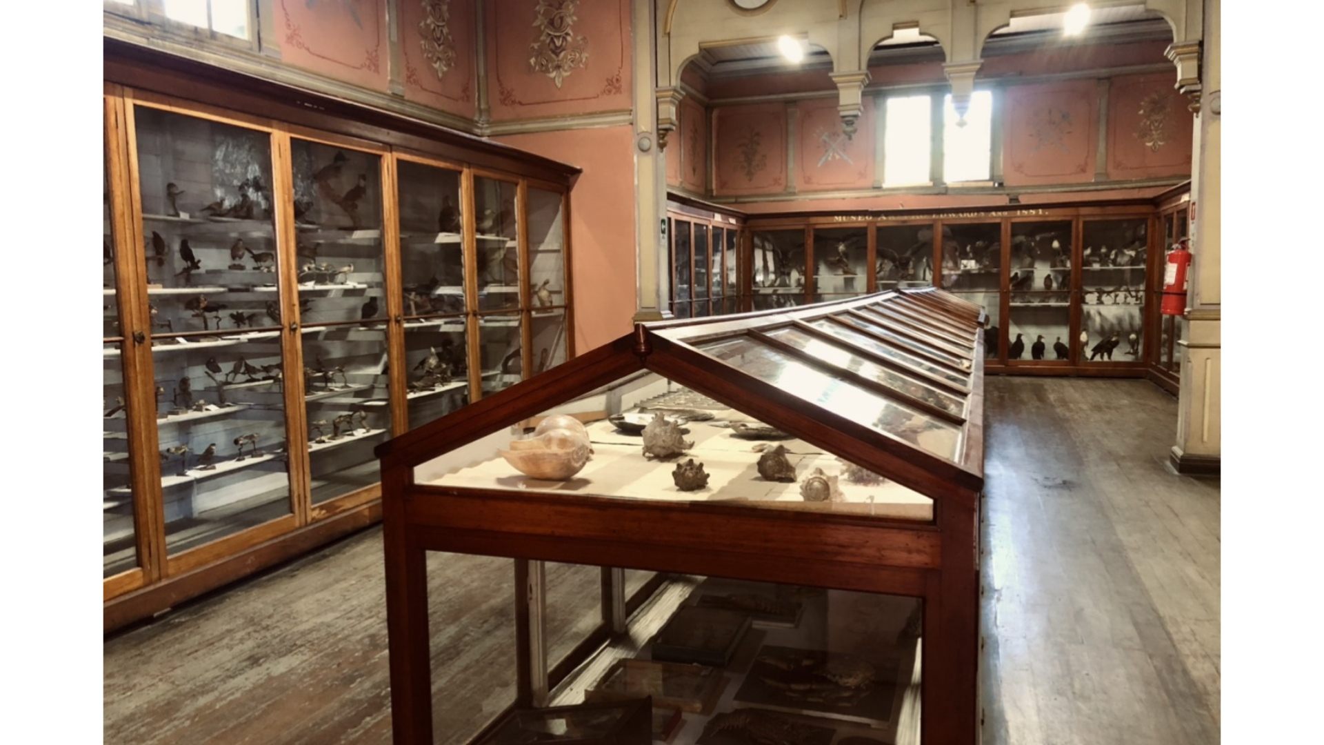 Museo