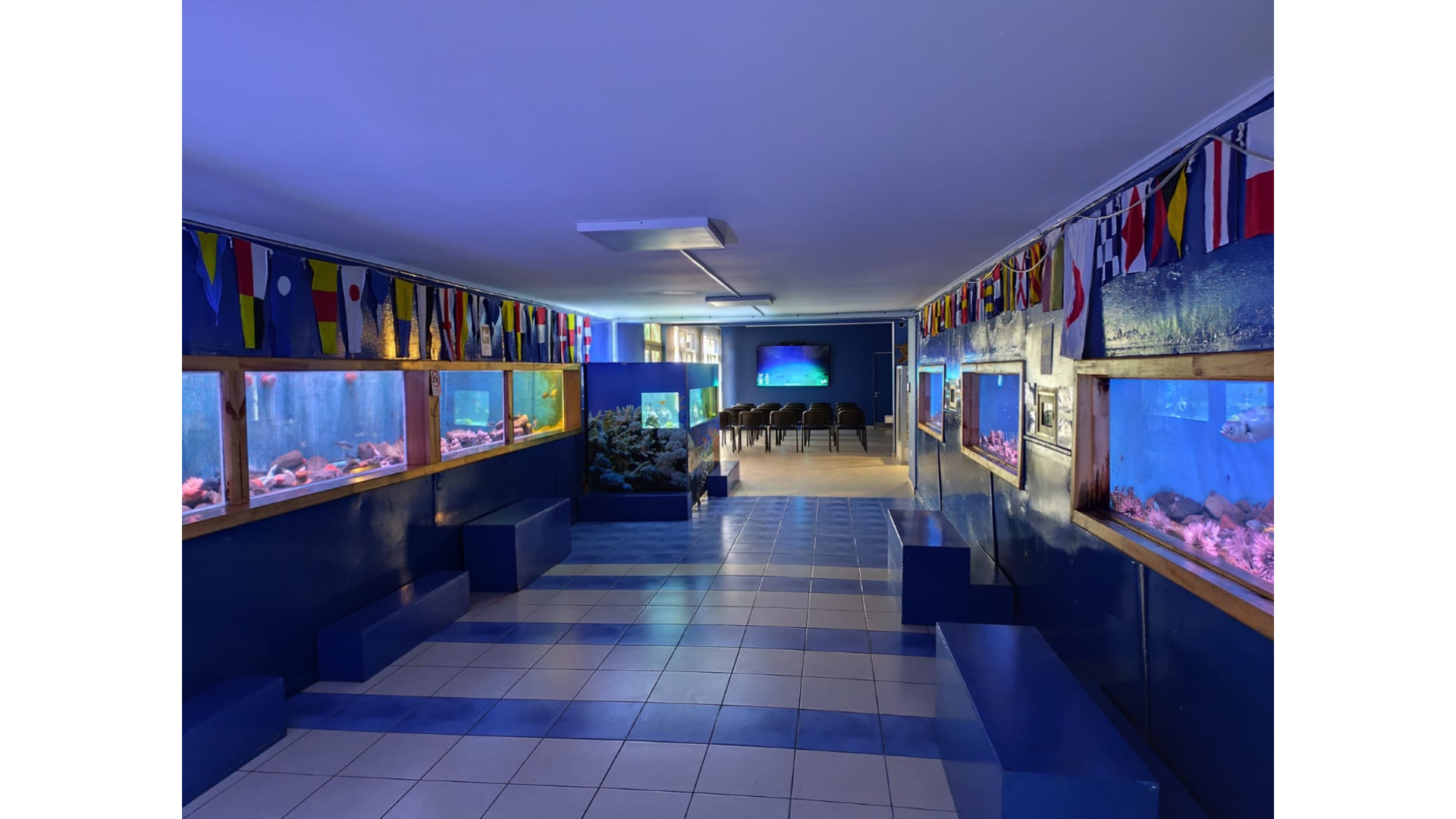 En la imagen se muestran los acuarios, además en el fondo se muestra nuestra sala multimedia que sera la que estará habilitada como nuestra "sala oscura"