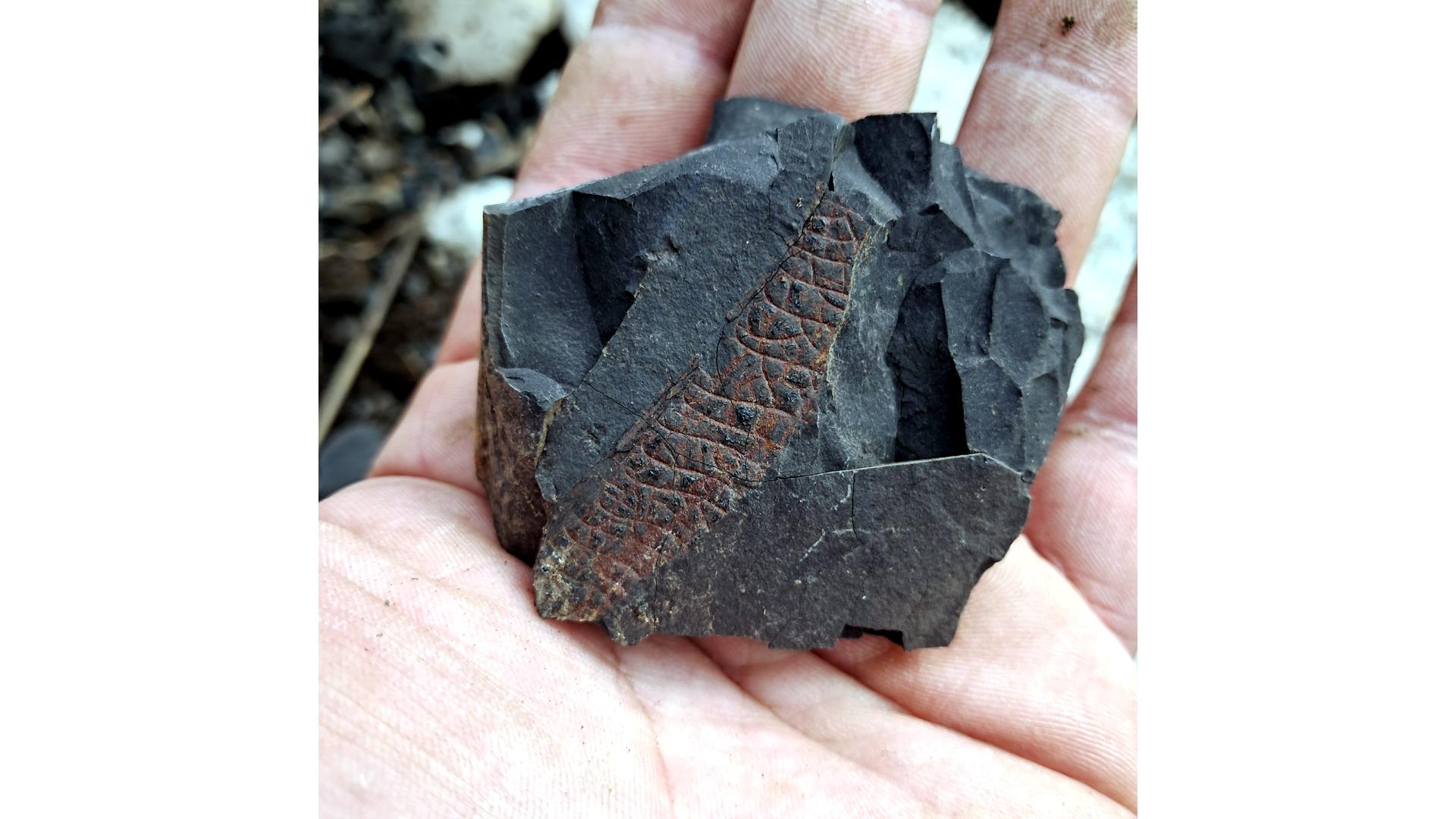 Impronta fósil de piel