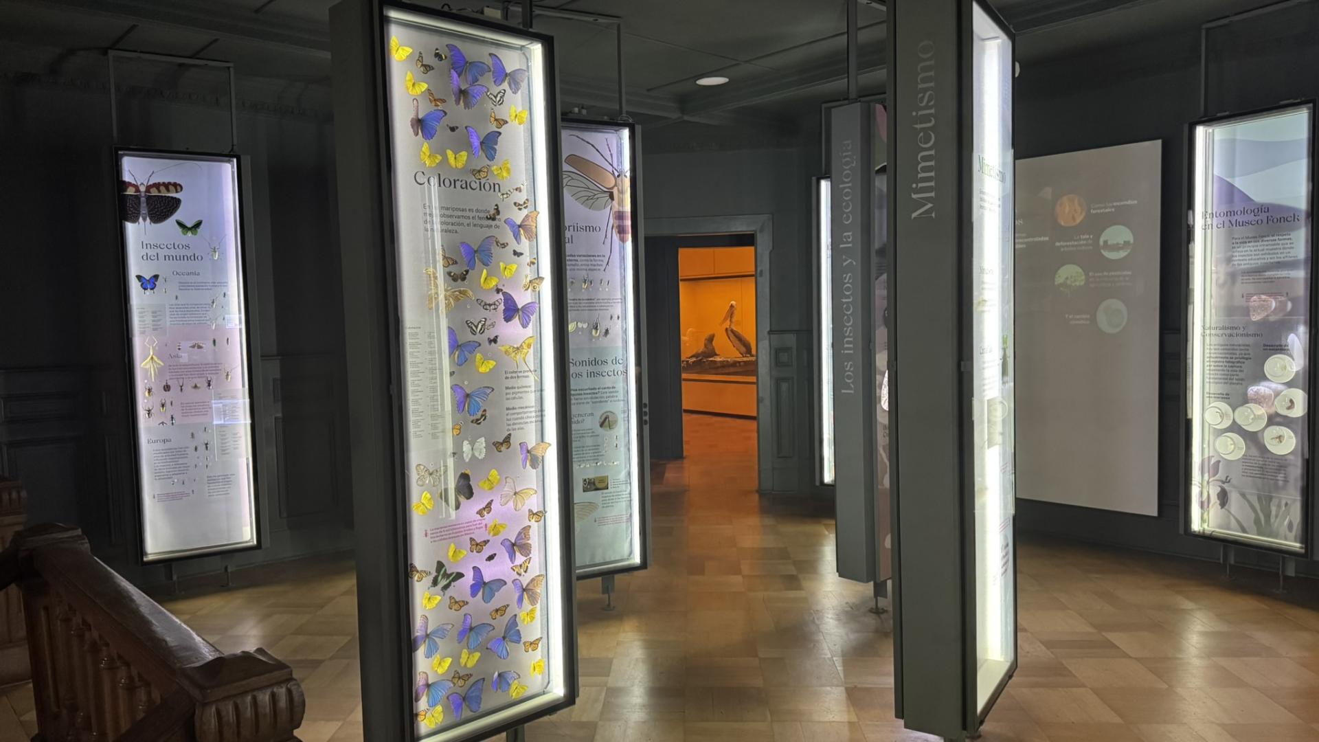 Insectos de Chile y el mundo