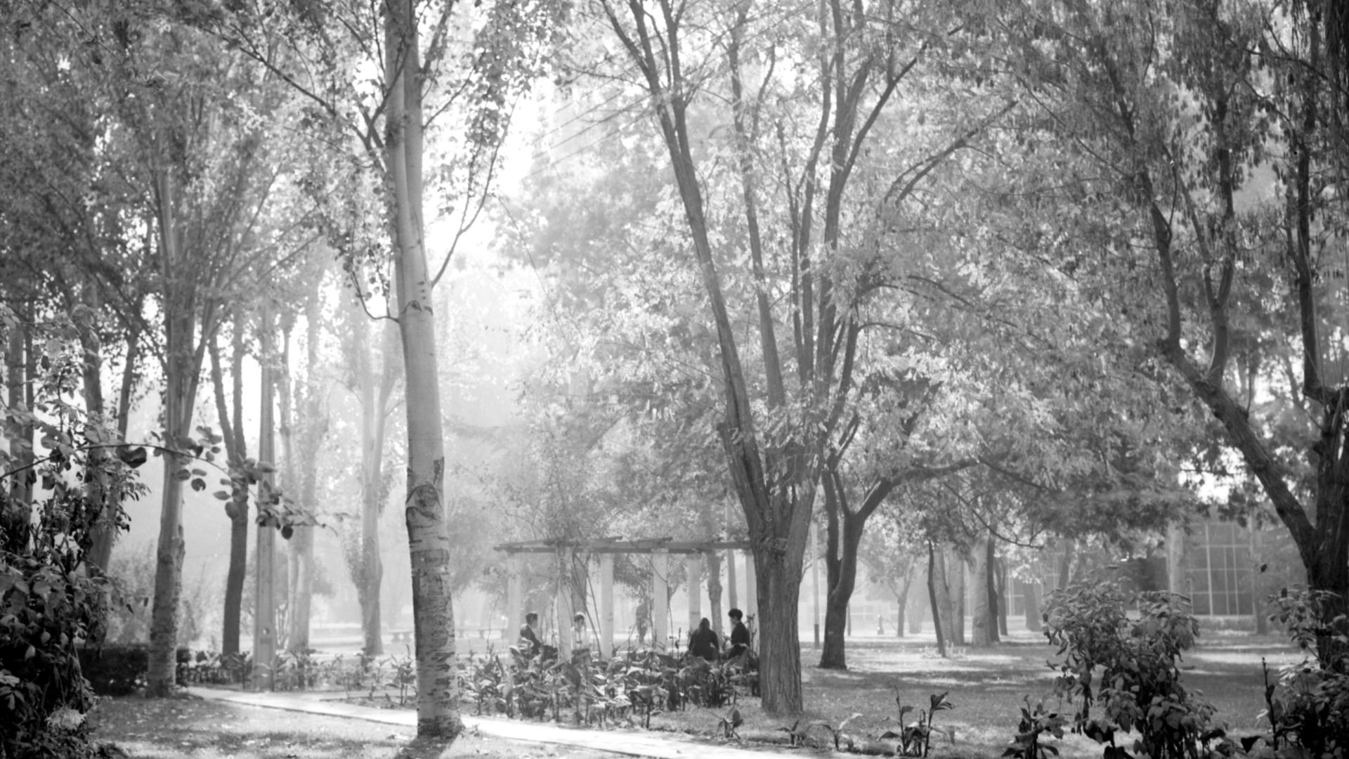 Busca Fantasmas entre los arboles 