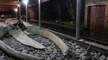 Esqueleto de ballena azul exhibido en el patio del museo