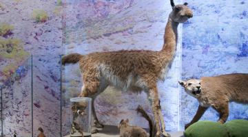 exposición permanente