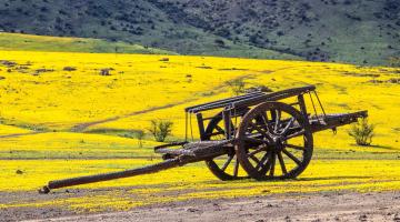 La Carreta Cololo representa el inicio del Parque Escultorico Cementerio de Carretas Putaendo